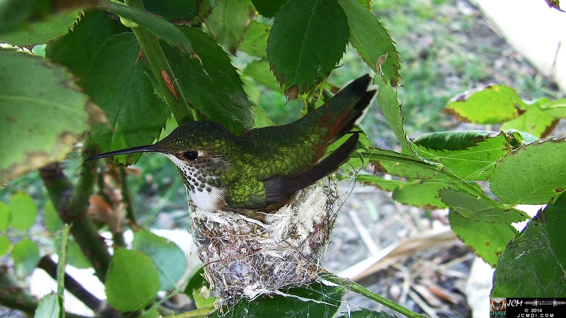 Allen's Hummingbird female in nest 